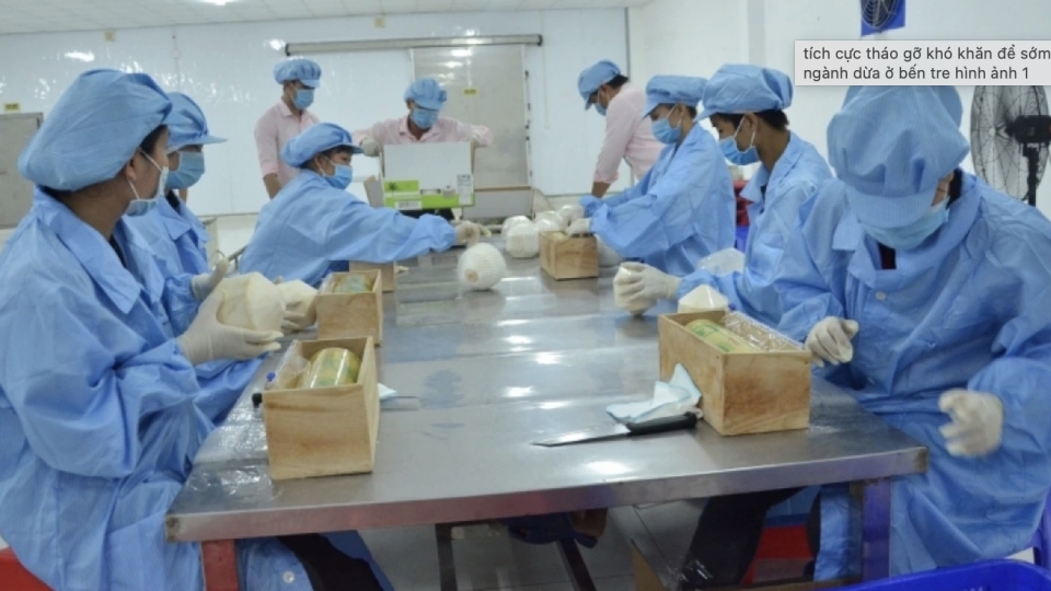Vietnam ranks among world’s top five coconut exporters